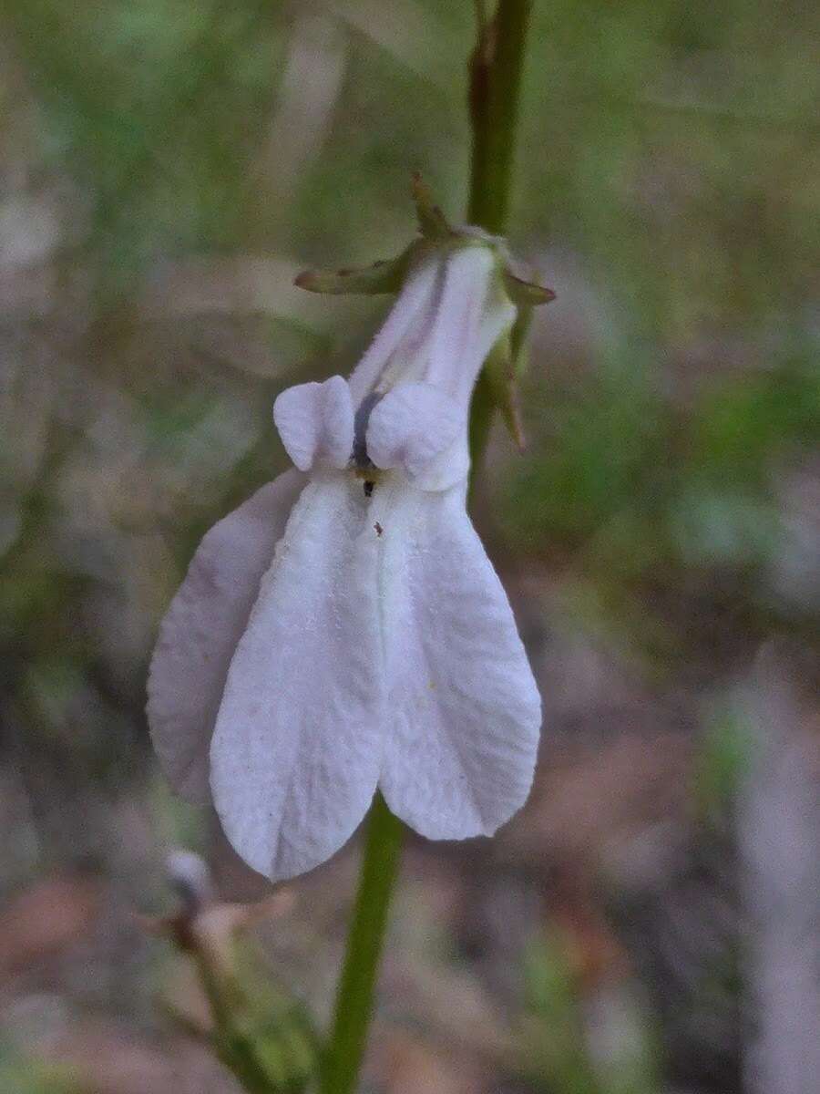 Image of White Lobelia