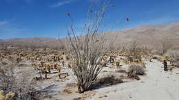 Image of Fouquieria splendens subsp. splendens