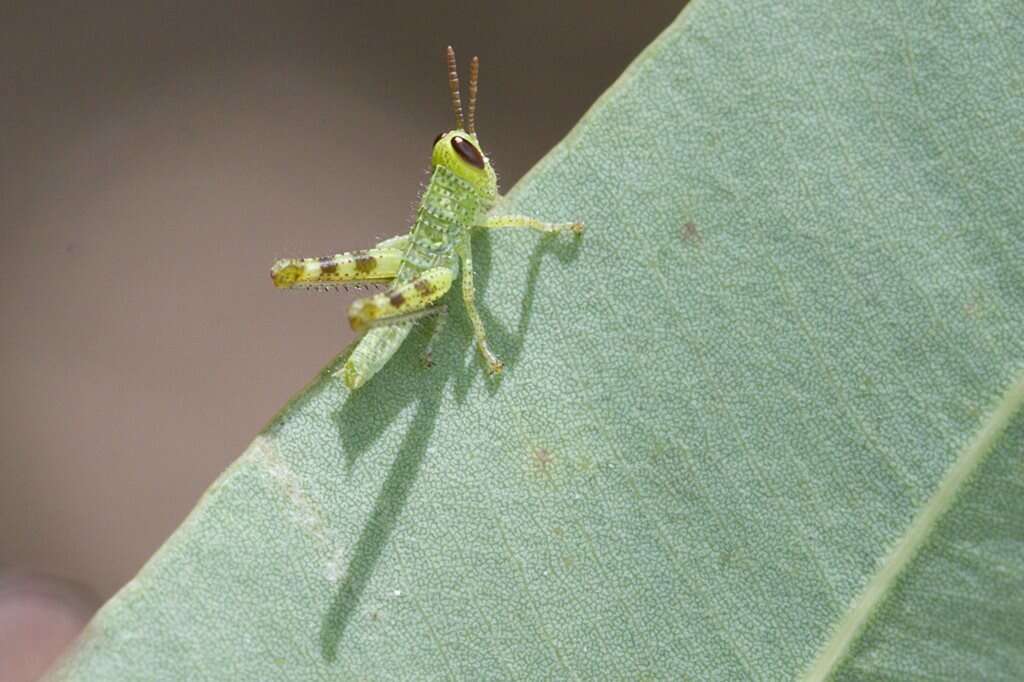 Image of Valanga irregularis (Walker & F. 1870)