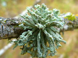 Image of Niebla ceruchis (Ach.) Rundel & Bowler