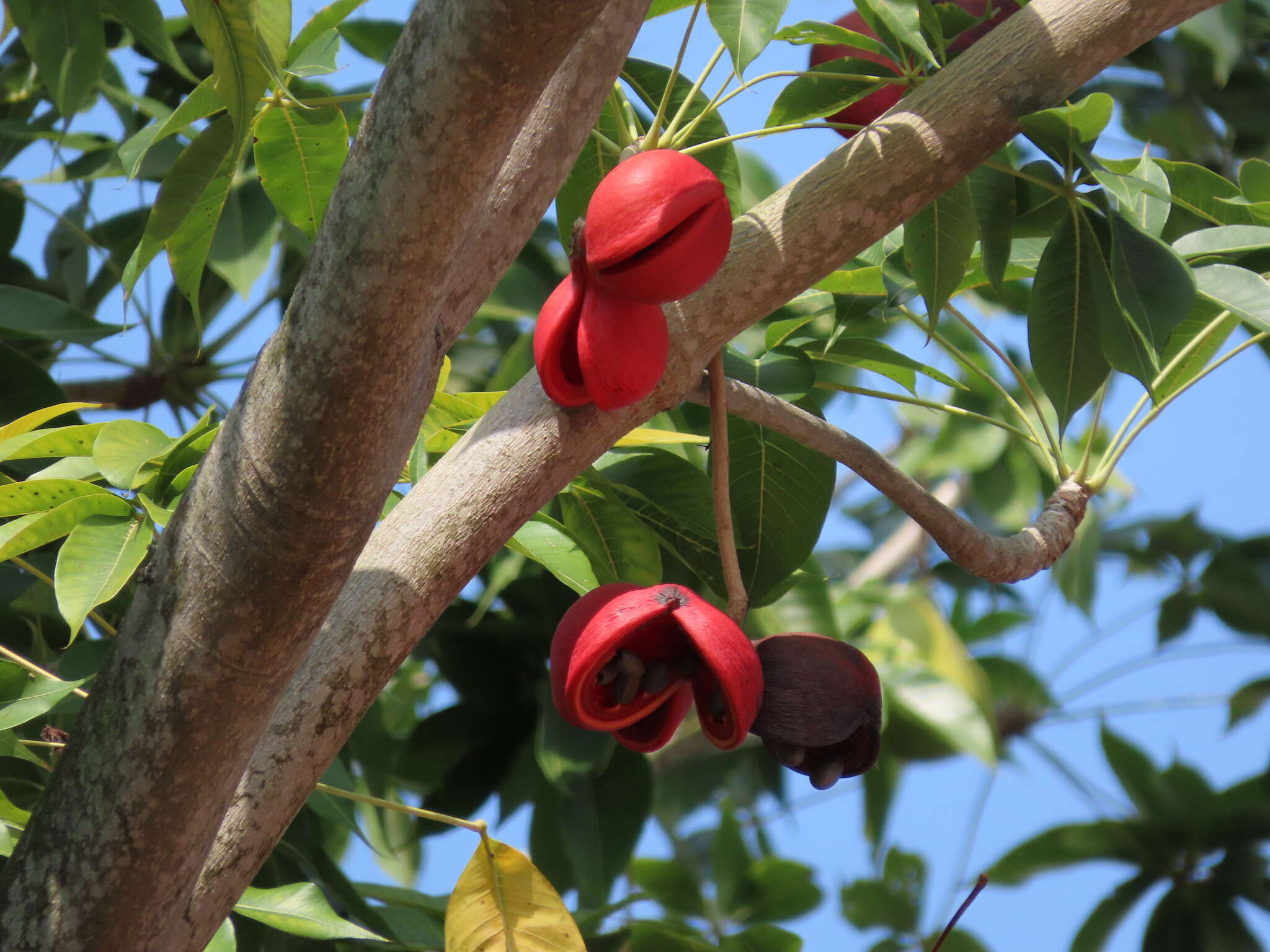 Image of hazel sterculia