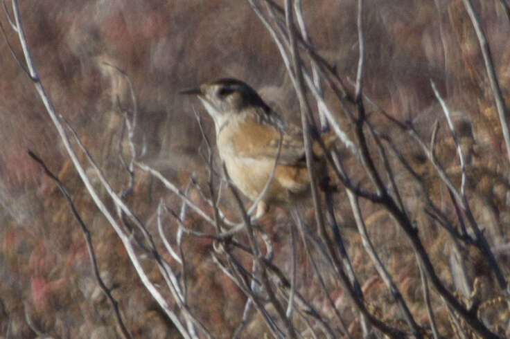 Image of Marsh Wren