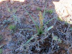 Image of Albuca virens (Lindl.) J. C. Manning & Goldblatt