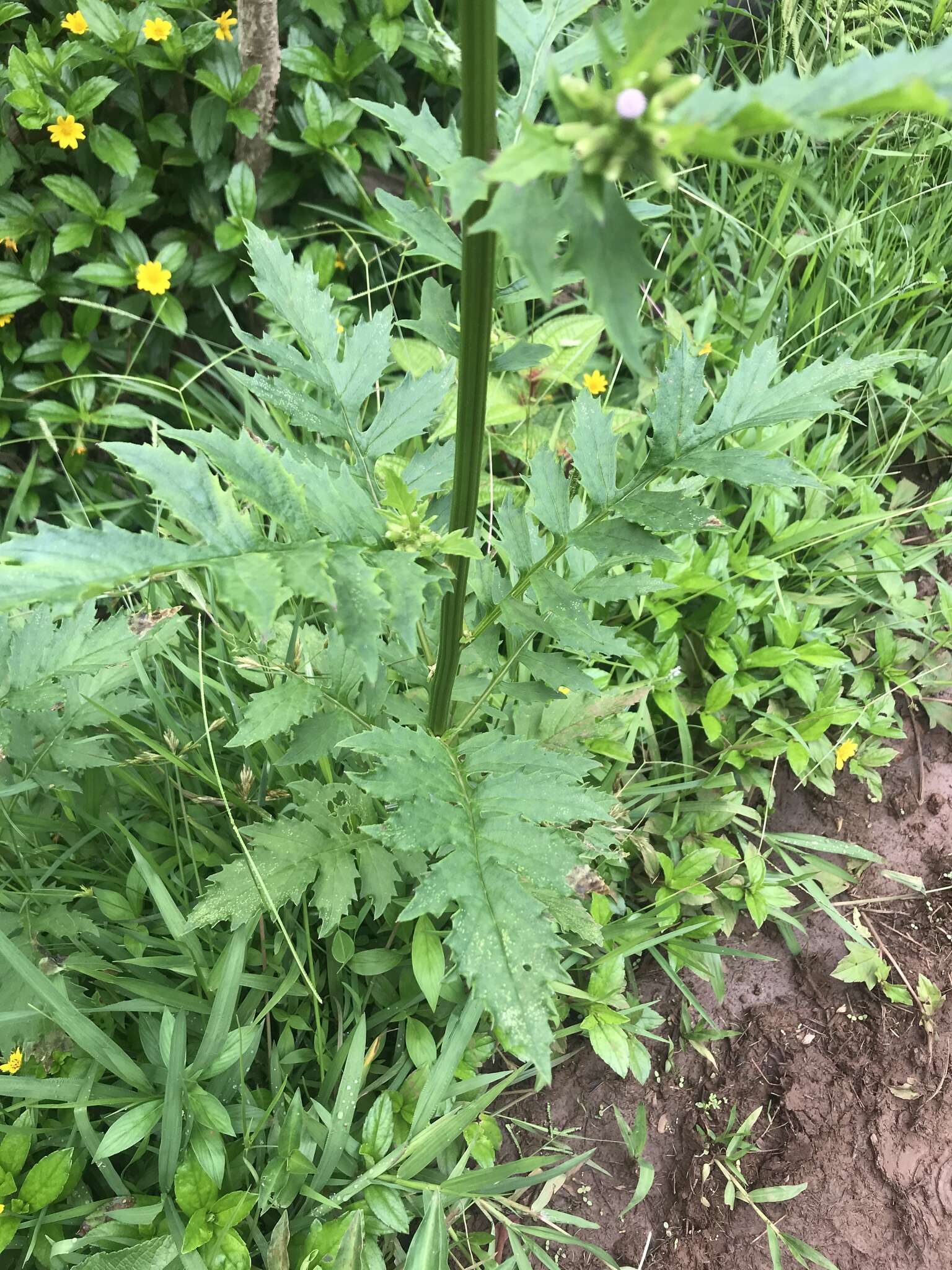 صورة Erechtites valerianifolius (Wolf ex Rchb.) DC.