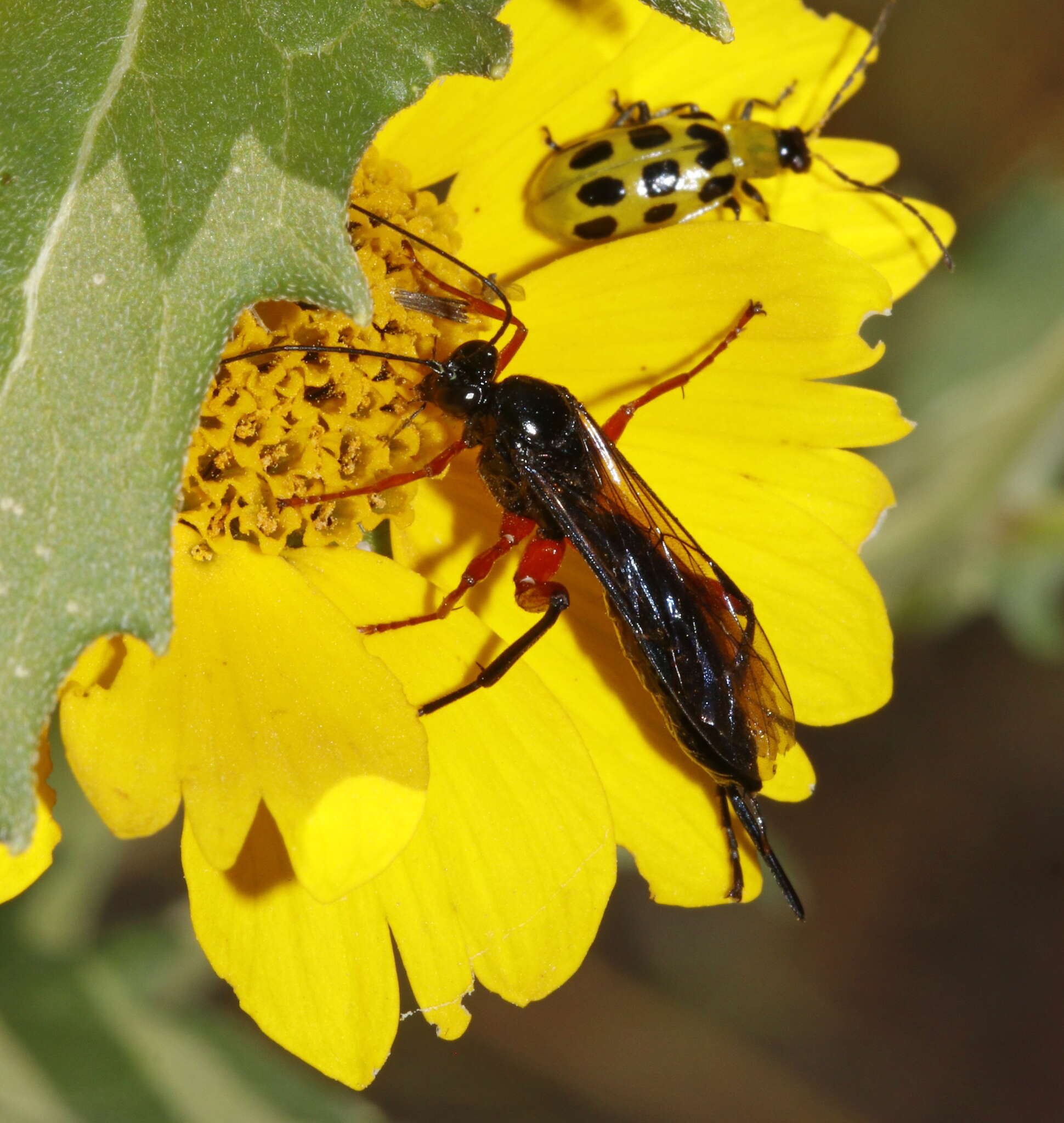 Image of Pimpla pedalis Cresson 1865