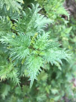 Image of Urtica atrovirens Req. ex Loisel.