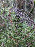 Plancia ëd Hakea stenocarpa R. Br.