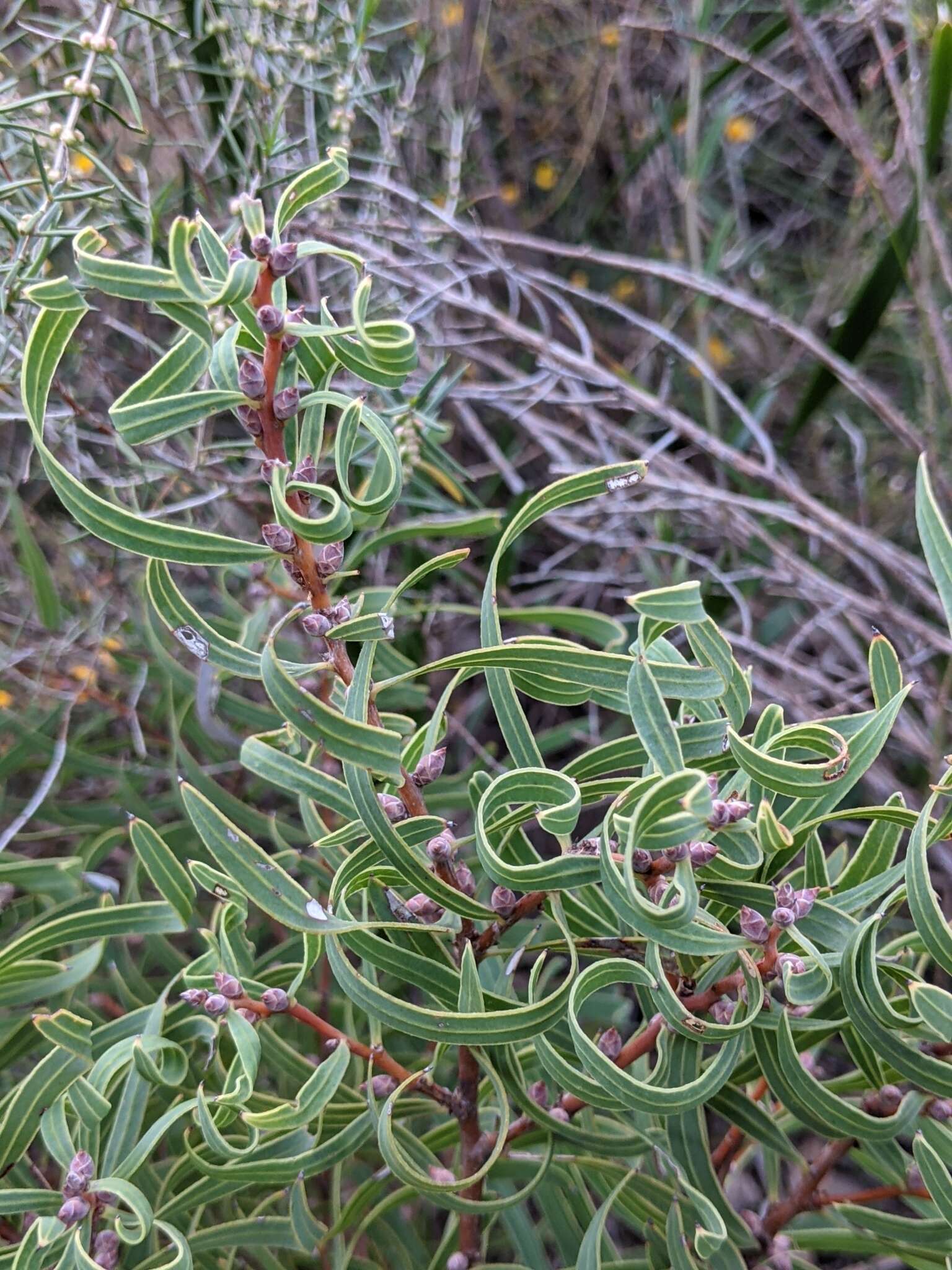 Plancia ëd Hakea stenocarpa R. Br.