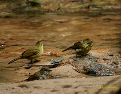 Image of Cachar Bulbul