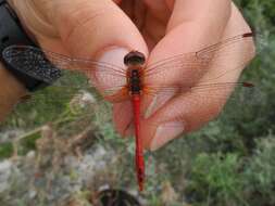 Image of Ruddy Darter