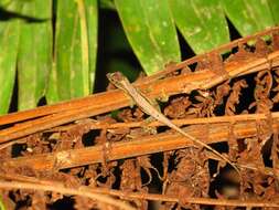 Image of Humble Anole