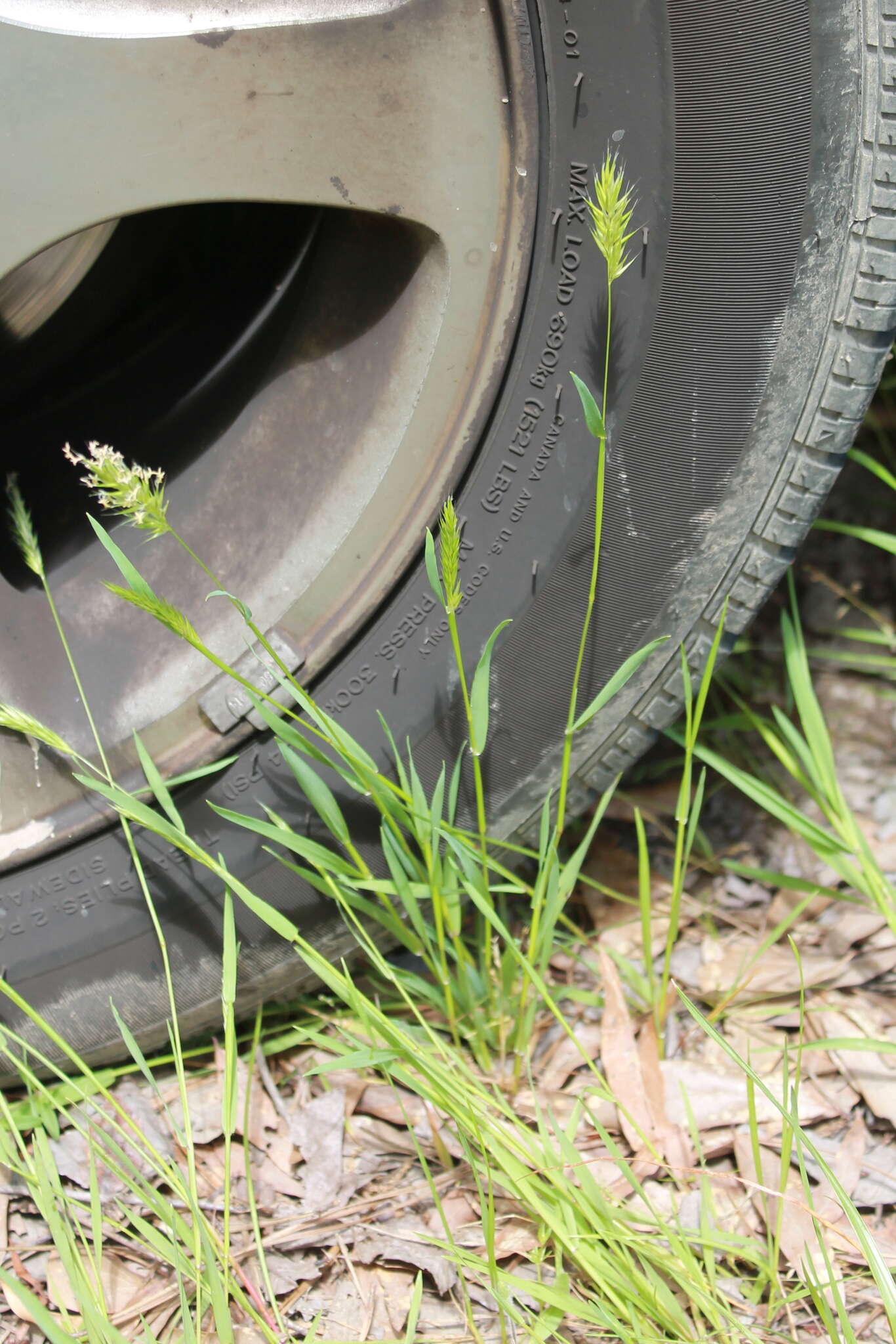 Image of annual vernal-grass