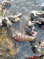 Image of Striped clingfish