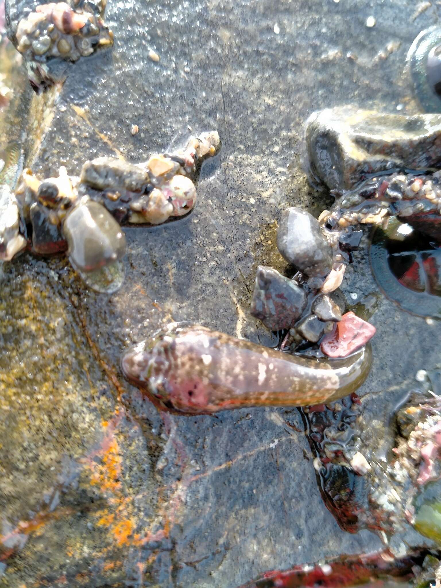 Image of Striped clingfish