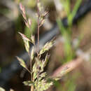 Image of Catalina grass