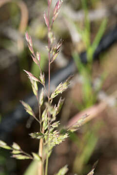 Image of Catalina grass