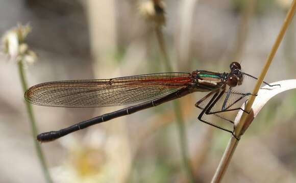 Image of Canyon Rubyspot