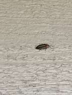 Image of Florida intertidal firefly