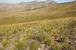 Image of Cephalaria attenuata (L. fil.) Roem. & Schult.