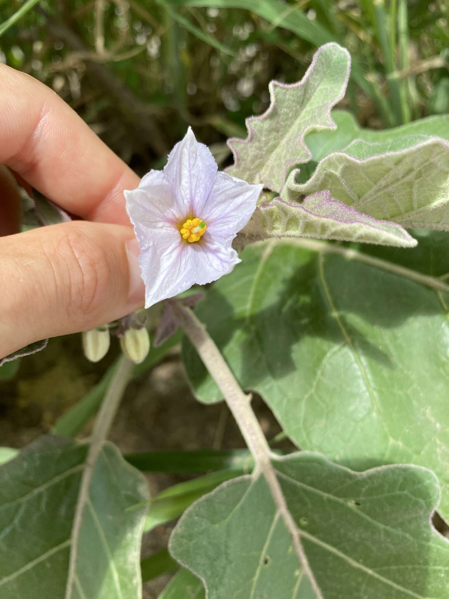 Image of Solanum lichtensteinii Willd.