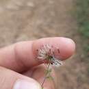 Image of Brickellia sonorana B. L. Turner