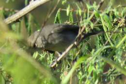 صورة Coryphospingus pileatus (Wied-Neuwied 1821)