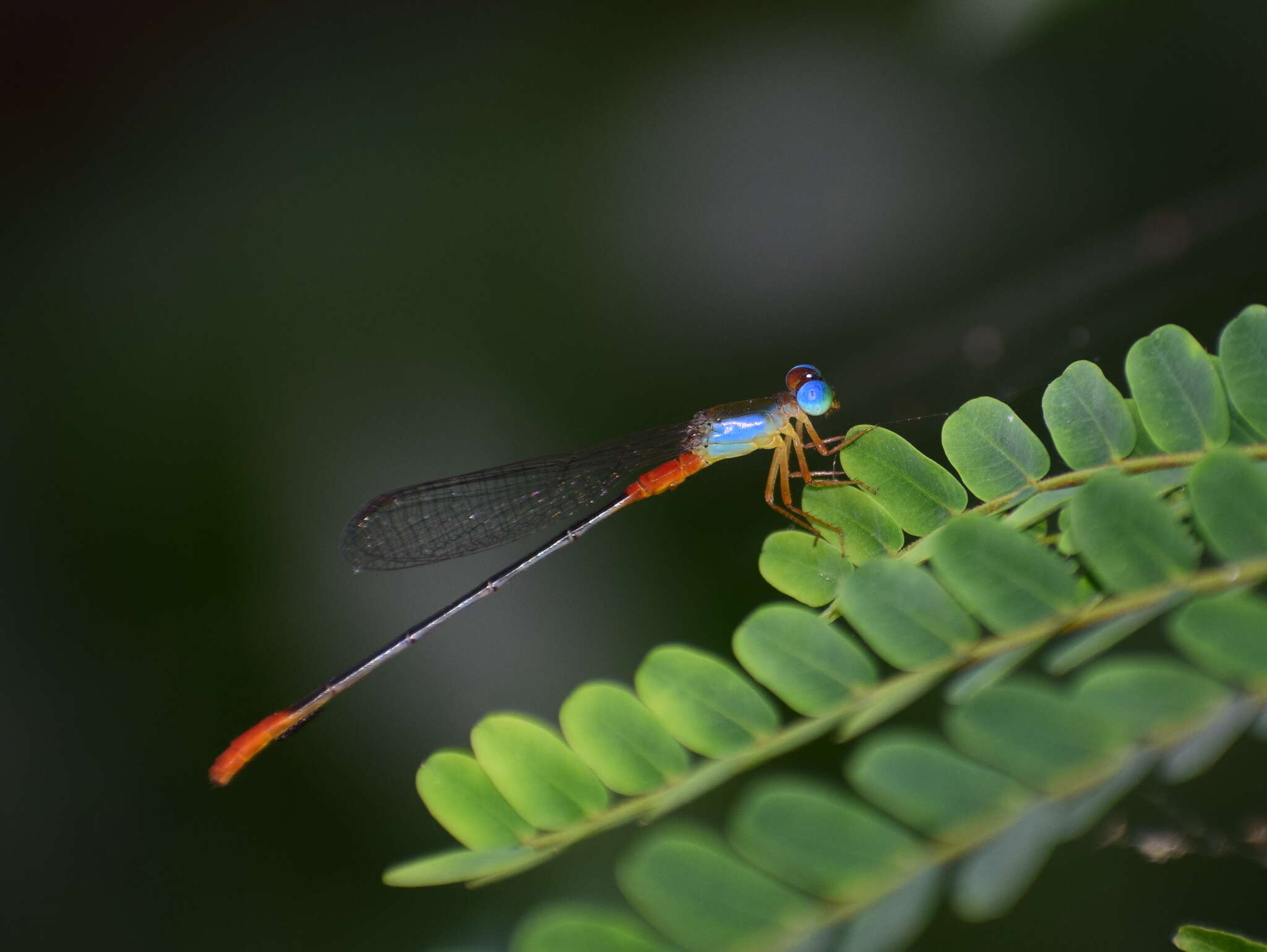 Image of bi-coloured damsel