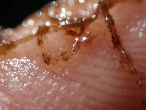 Image of Sea thread hydroid