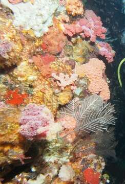 Image of Brown stinging hydroid