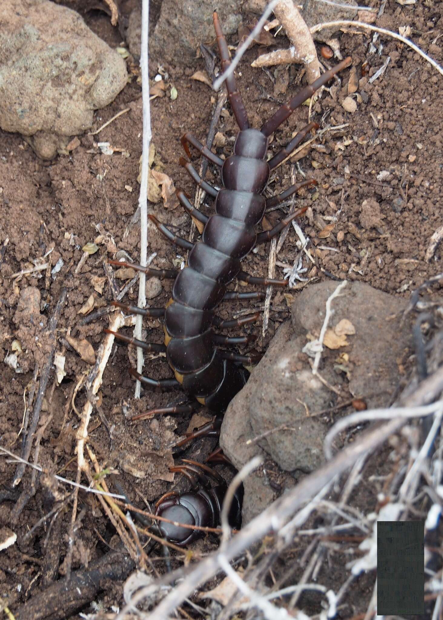 Imagem de Scolopendra galapagoensis Bollman 1889