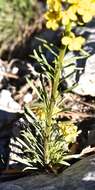 Image of sanddune wallflower