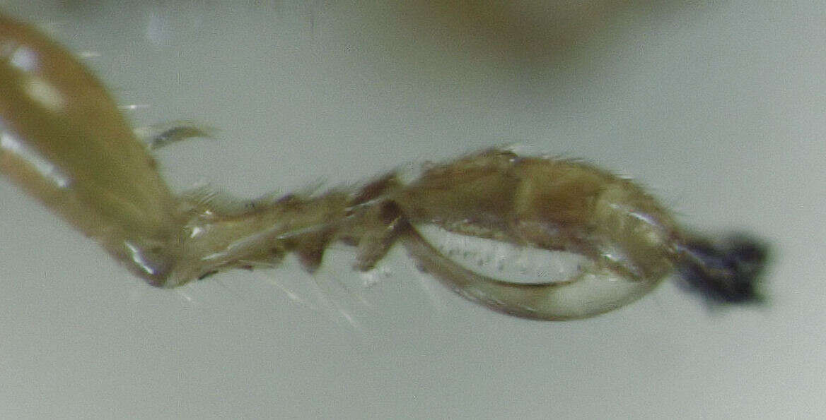 Image of <i>Anteon caledonianum</i> Olmi 1984