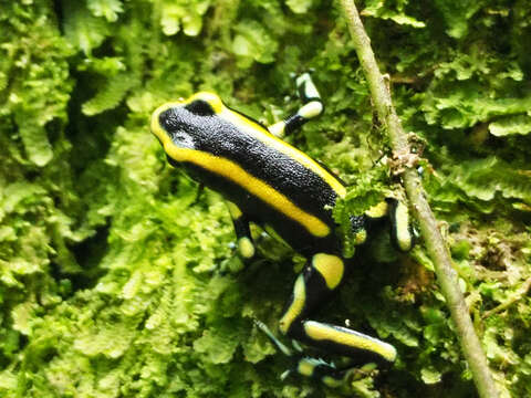 Image of Yellow-striped Poison Frog