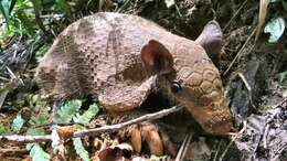 Image of Greater Naked-tailed Armadillo