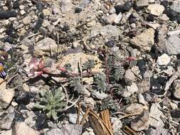 Imagem de Astragalus monoensis Barneby