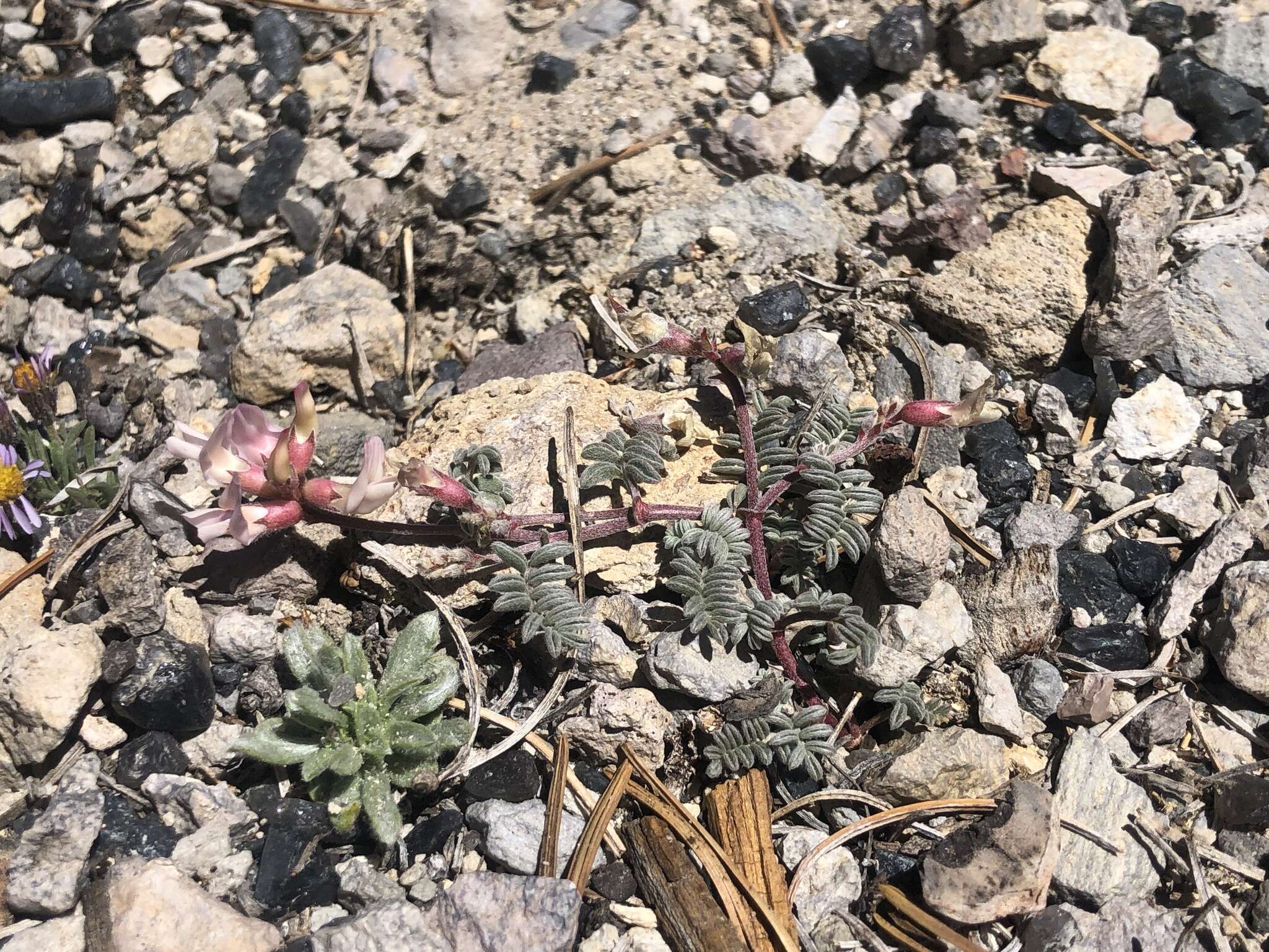 Imagem de Astragalus monoensis Barneby