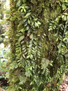 Image of Gastrochilus formosanus (Hayata) Hayata