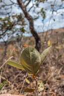 Image of Handroanthus coronatus (Proença & Farias) Farias