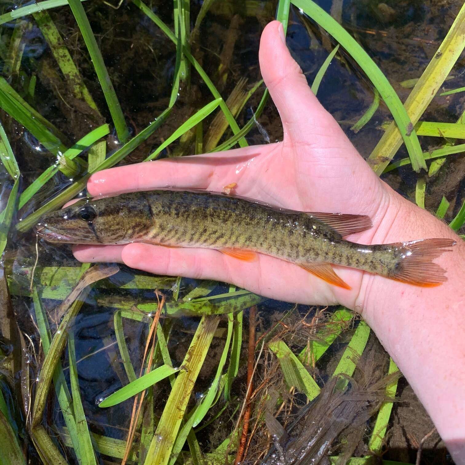 Sivun Esox americanus americanus kuva