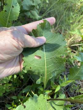 Sivun <i>Parthenium <i>integrifolium</i></i> var. integrifolium kuva