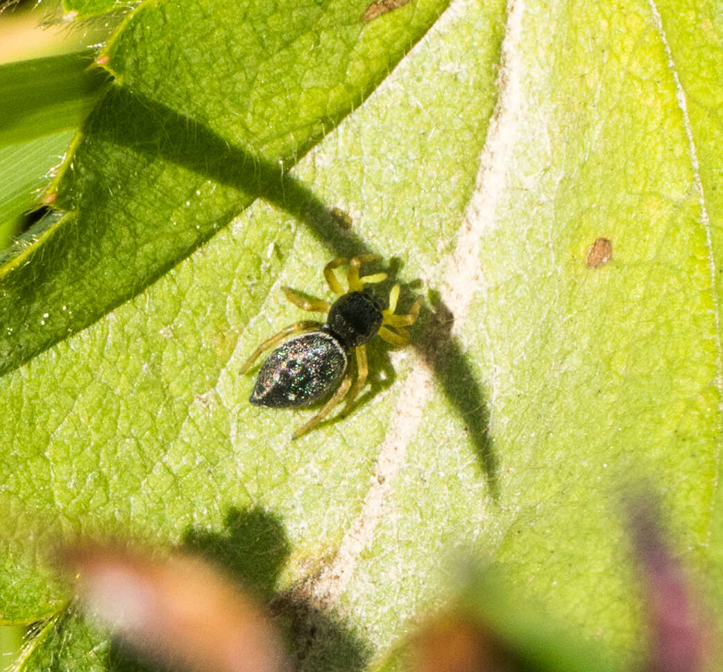 Image of Heliophanus flavipes (Hahn 1832)