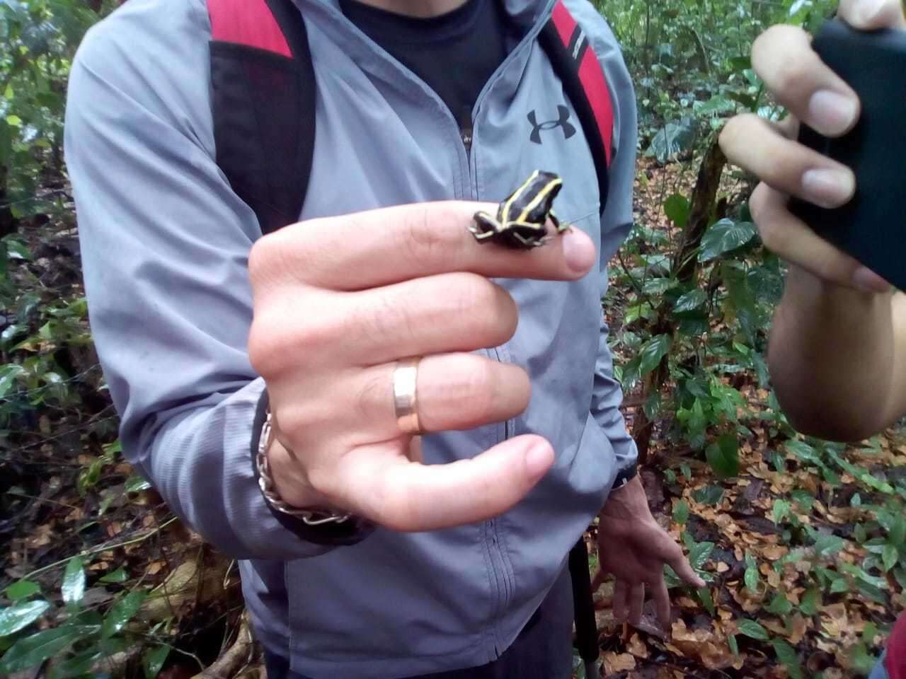 Image of Yellow-striped Poison Frog