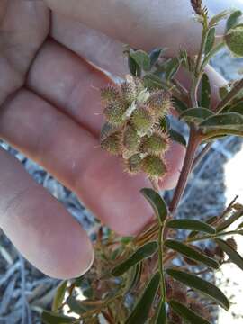 Image of Glycyrrhiza acanthocarpa (Lindl.) J. M. Black