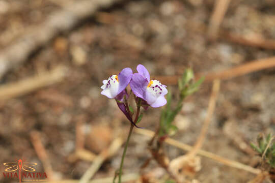 Image of Linaria algarviana Chav.