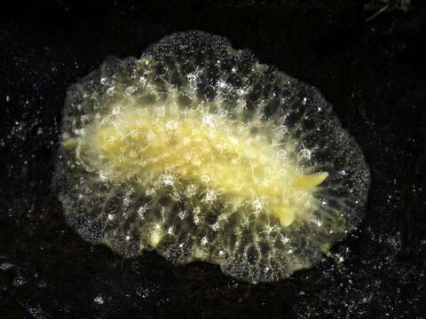 Image of Scribbled nudibranch