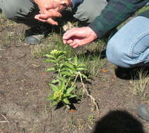 صورة Asclepias viridis Walt.