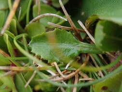 Image of Lagenophora petiolata Hook. fil.