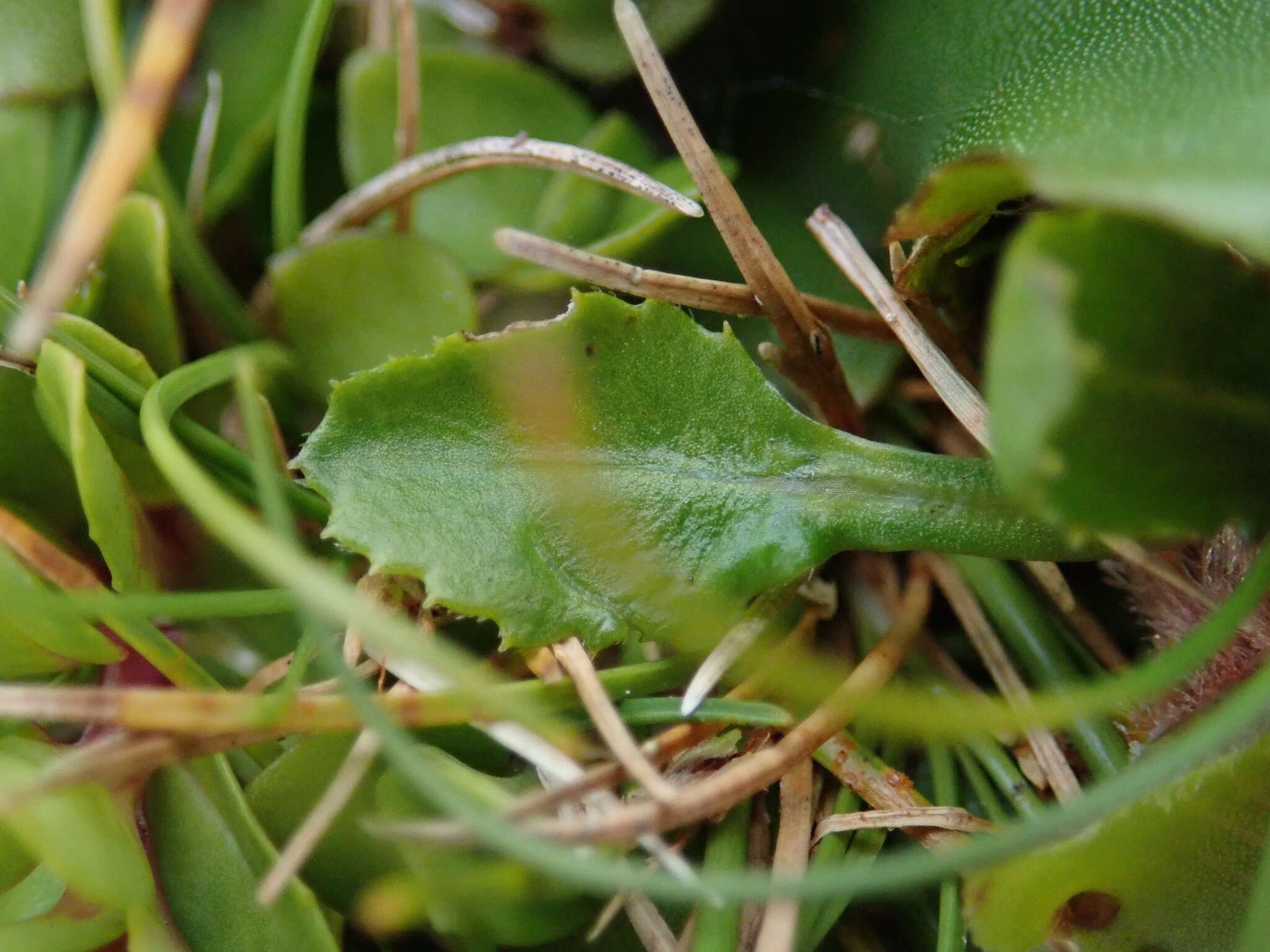 صورة Lagenophora petiolata Hook. fil.