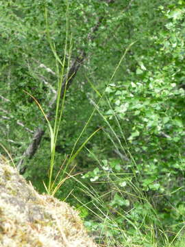 Image of Elymus reflexiaristatus (Nevski) Melderis