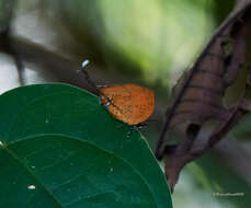 Image de Yasoda tripunctata (Hewitson 1863)